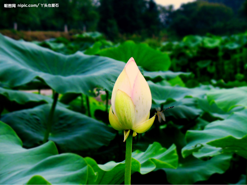 小荷已露尖尖角 原创