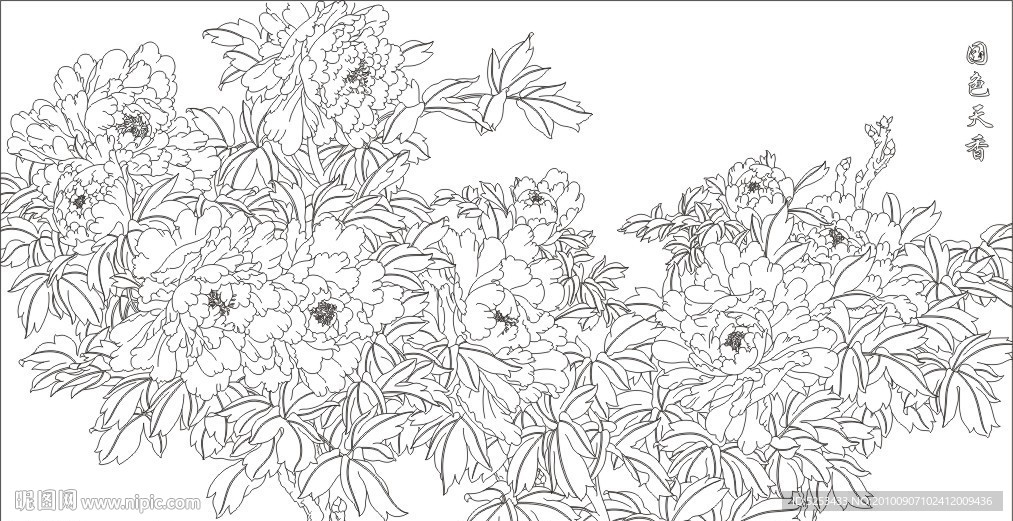 线描牡丹