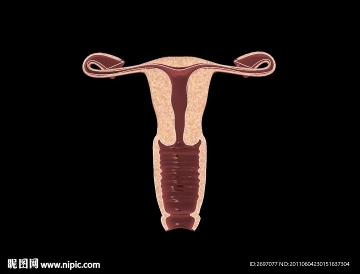 子宫3D模型