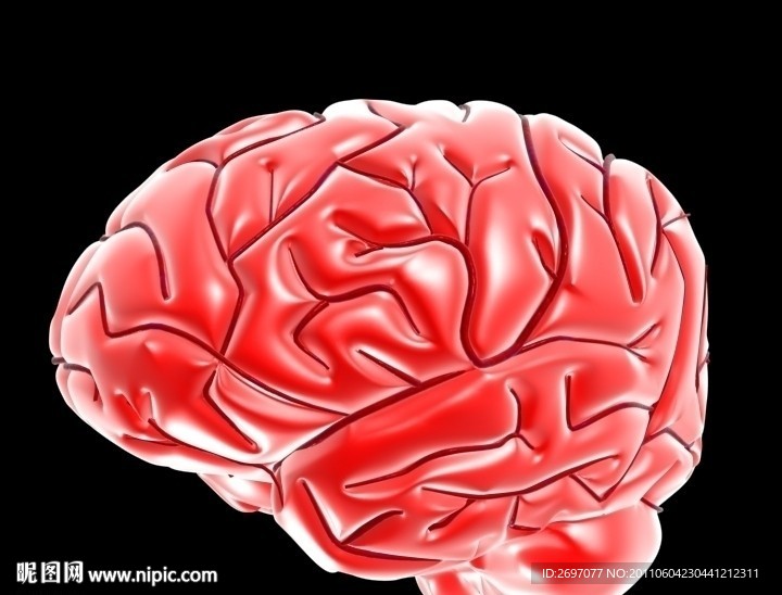 大脑与脑血管模型