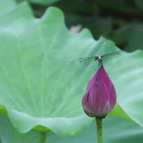 含苞荷花荷叶相伴