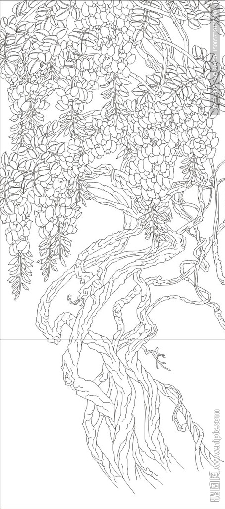 紫藤 紫气东来 藤蔓 白藤 发