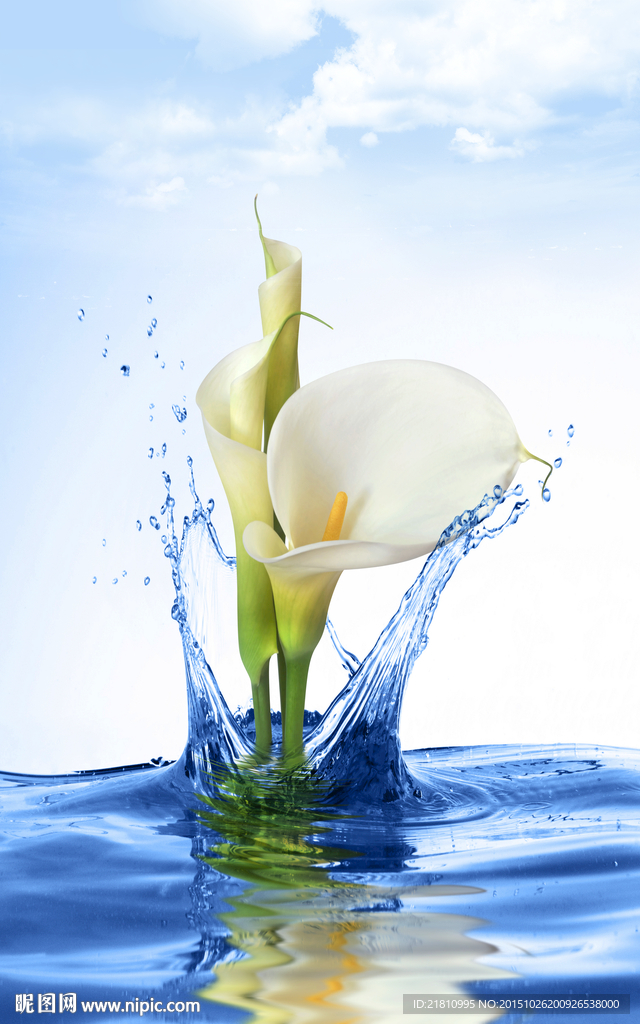 水中马蹄莲百合花分层图片