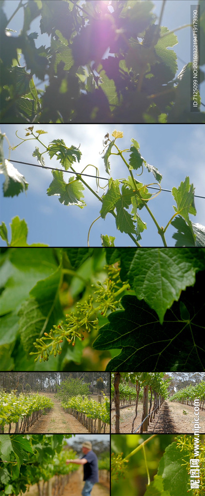 生机盎然的葡萄园高清视频素材