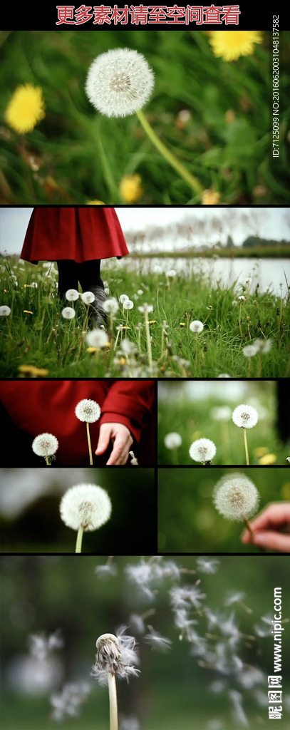 采下蒲公英吹散实拍视频素材