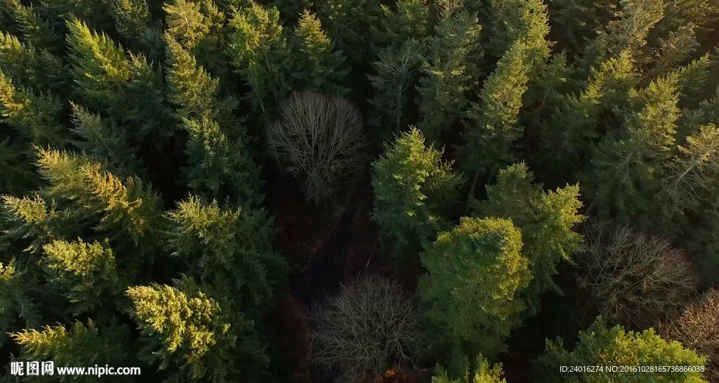 航拍视角俯瞰森林