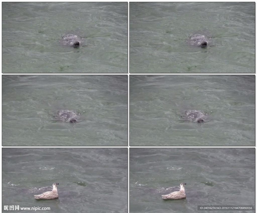 海鸥的凶猛攻击