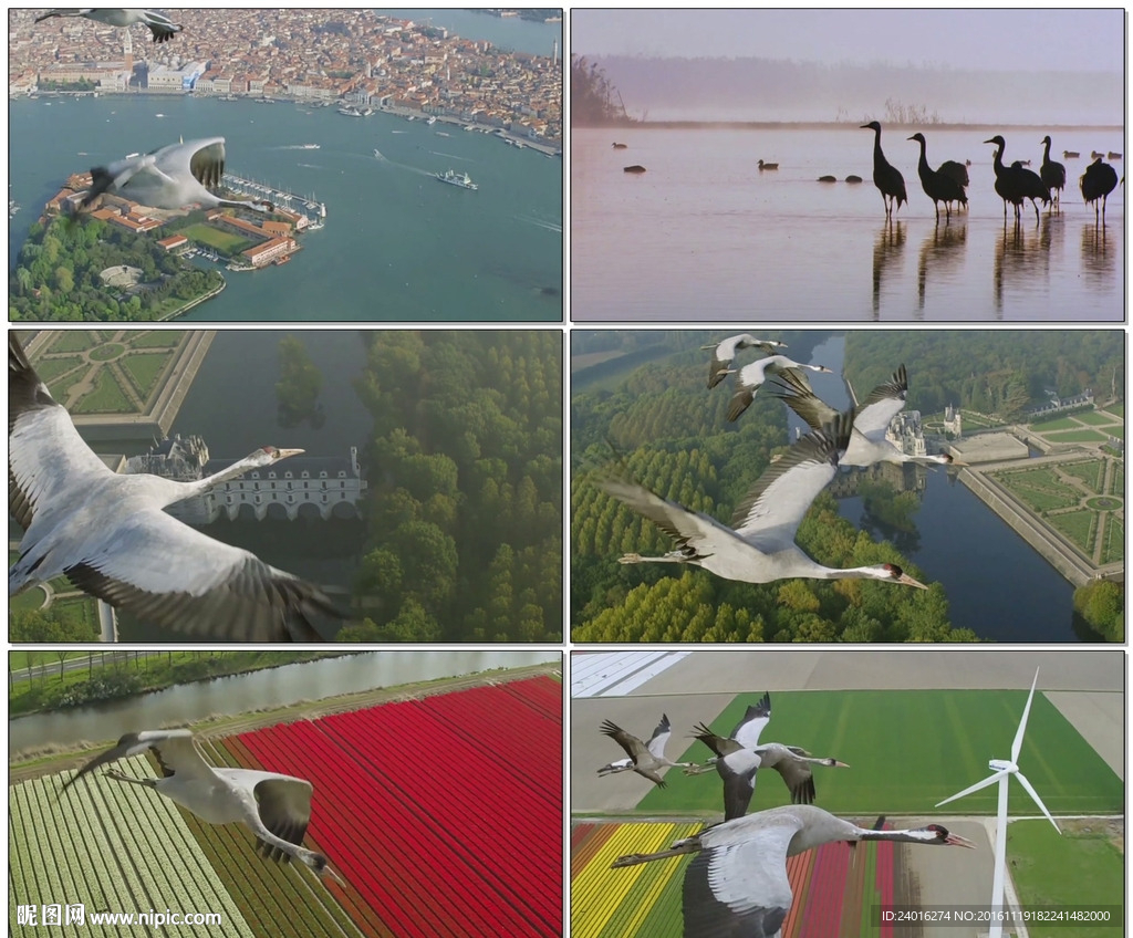 丹顶鹤迁徙飞过山河美景