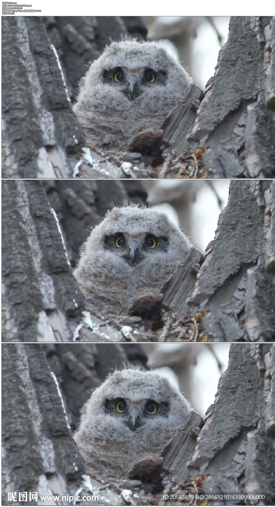 树枝上的猫头鹰