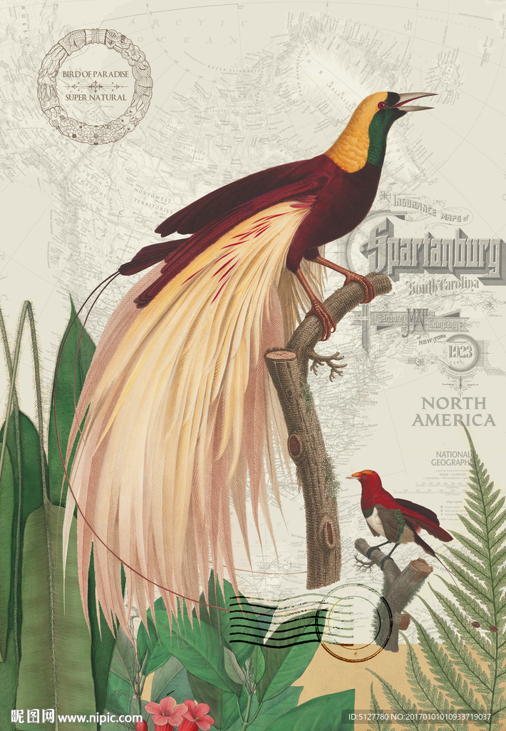 天堂鸟装饰画设计图 凤凰