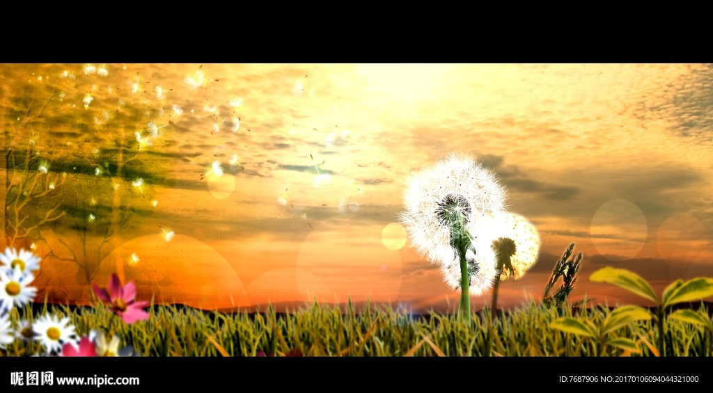 梦幻蒲公英视频