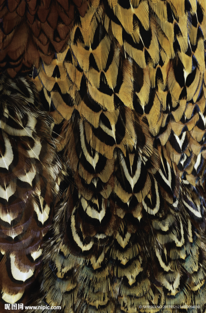 鸟类羽毛纹理