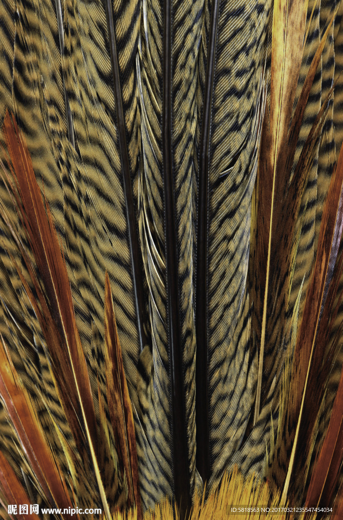 鸟类羽毛纹理