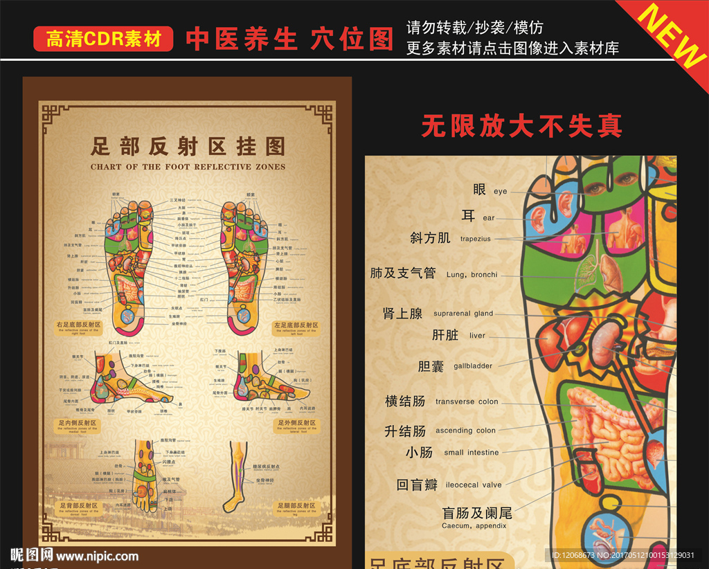 足疗穴位图 足部穴位图