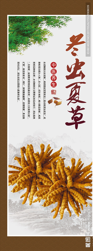 冬虫夏草中草药