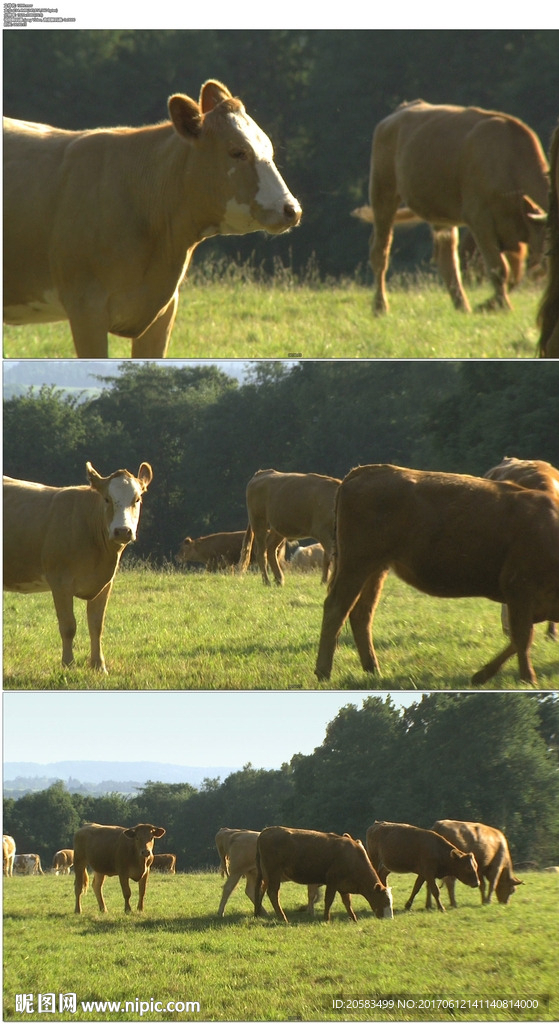 草原上的黄牛群