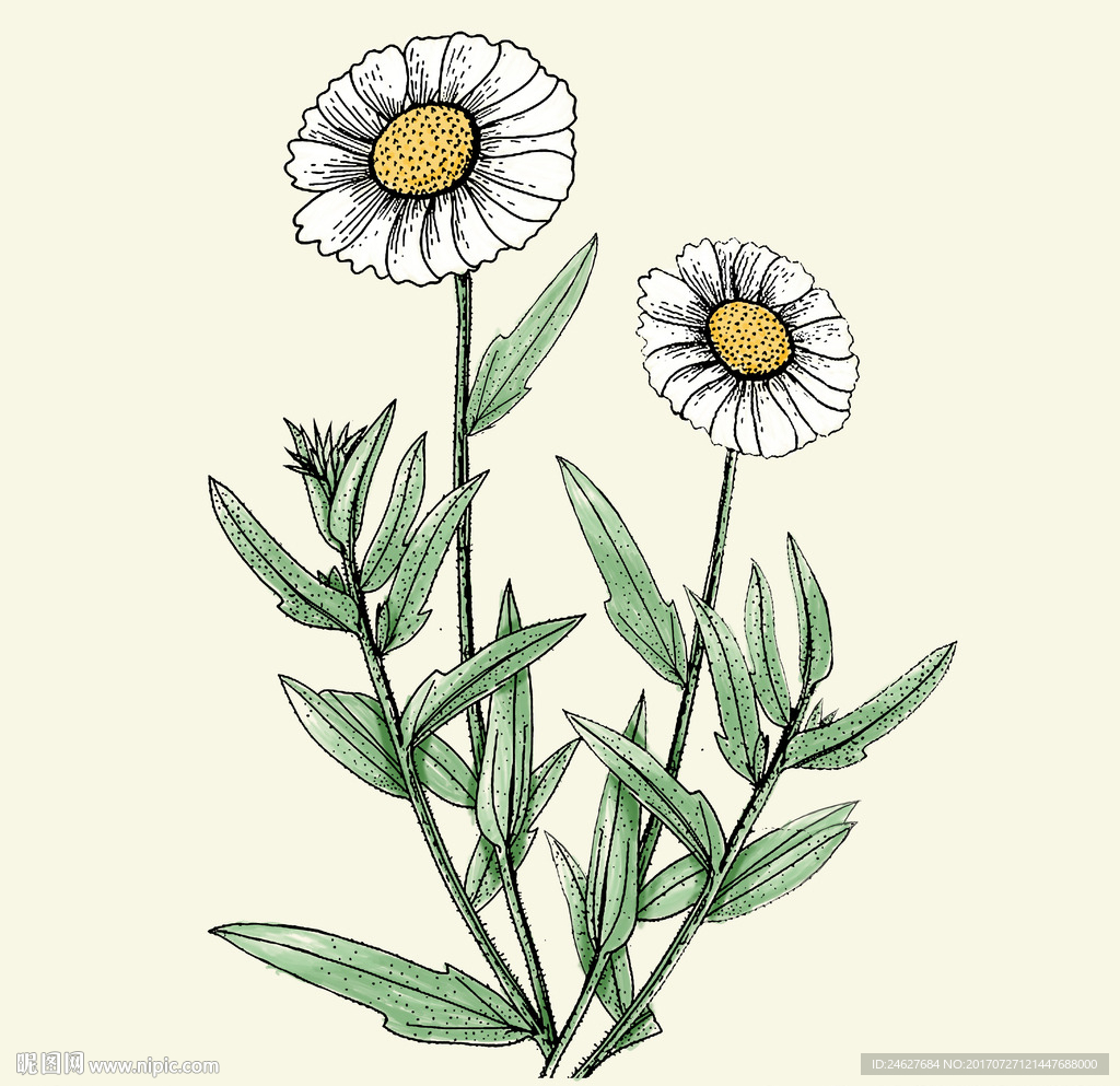 手绘非洲菊花无框画