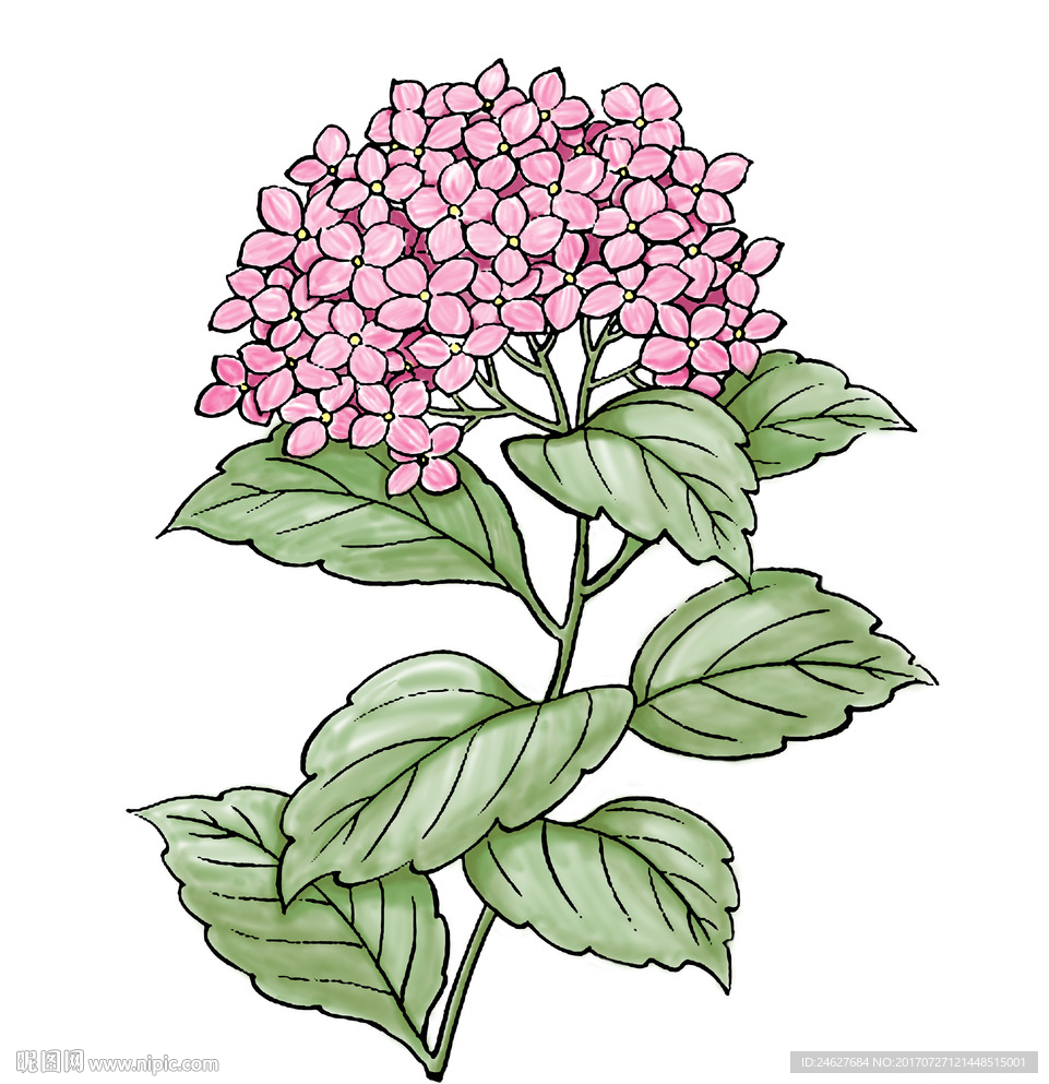 手绘绣球花无框画