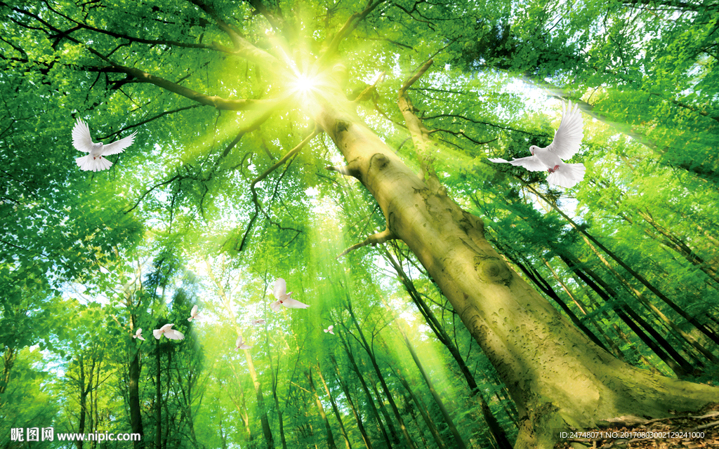 清新绿色仰望天空大树