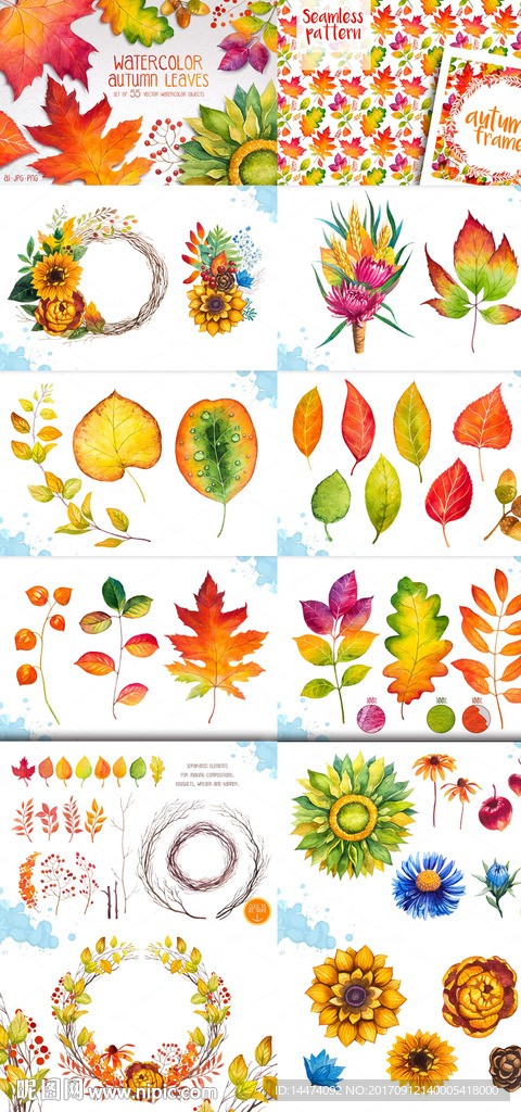 水彩手绘枫叶 向日葵