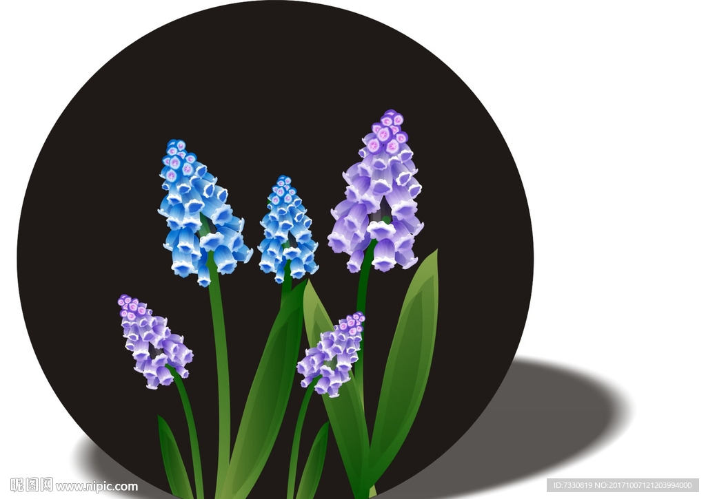 葡萄风信子 碟子花纹 无框画