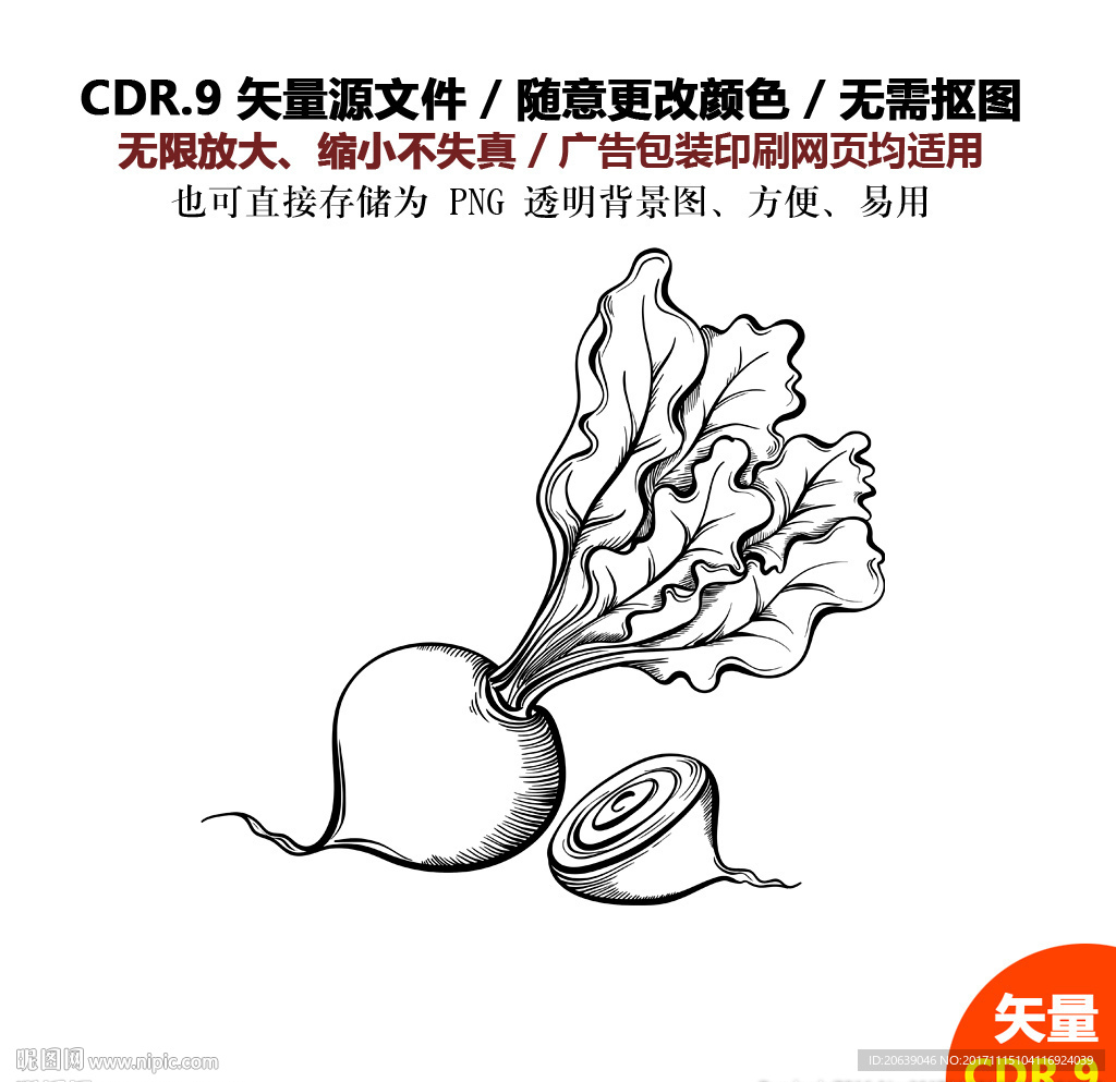 手绘线描蔬菜水果萝卜矢量图