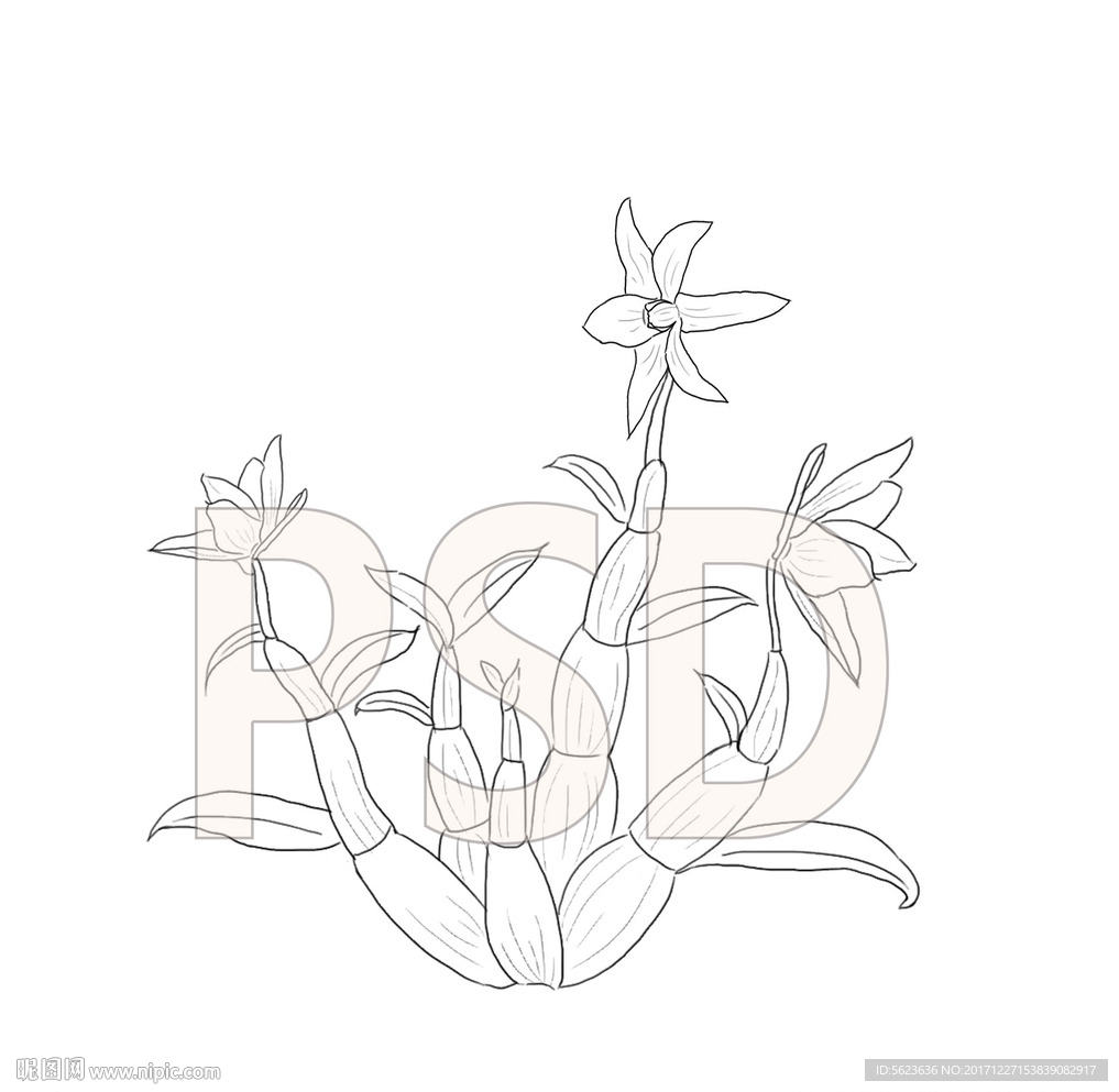 手绘  铁皮石斛  线稿