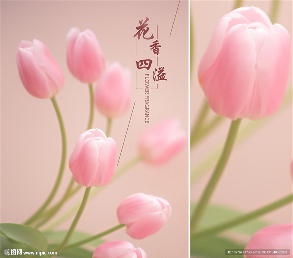 郁金香 花香四溢