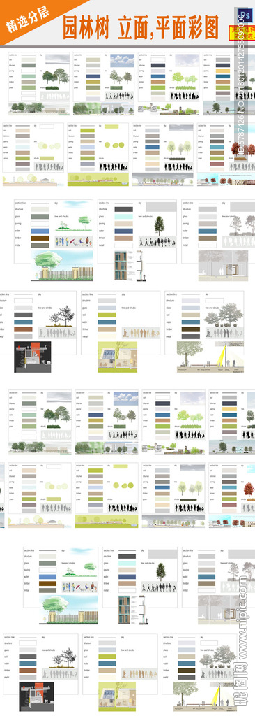 PSD园林植物立面彩平图