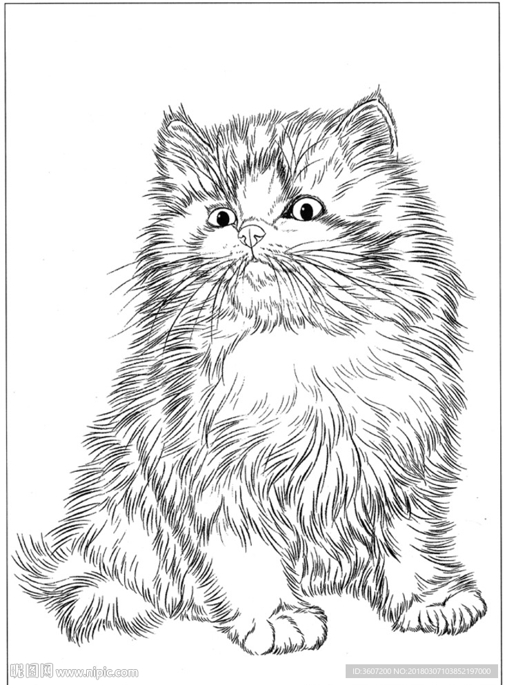 猫咪 素描 线描 白描 国画
