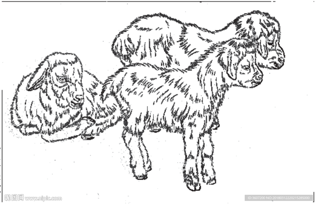 山羊 白描 素描 线描 国画