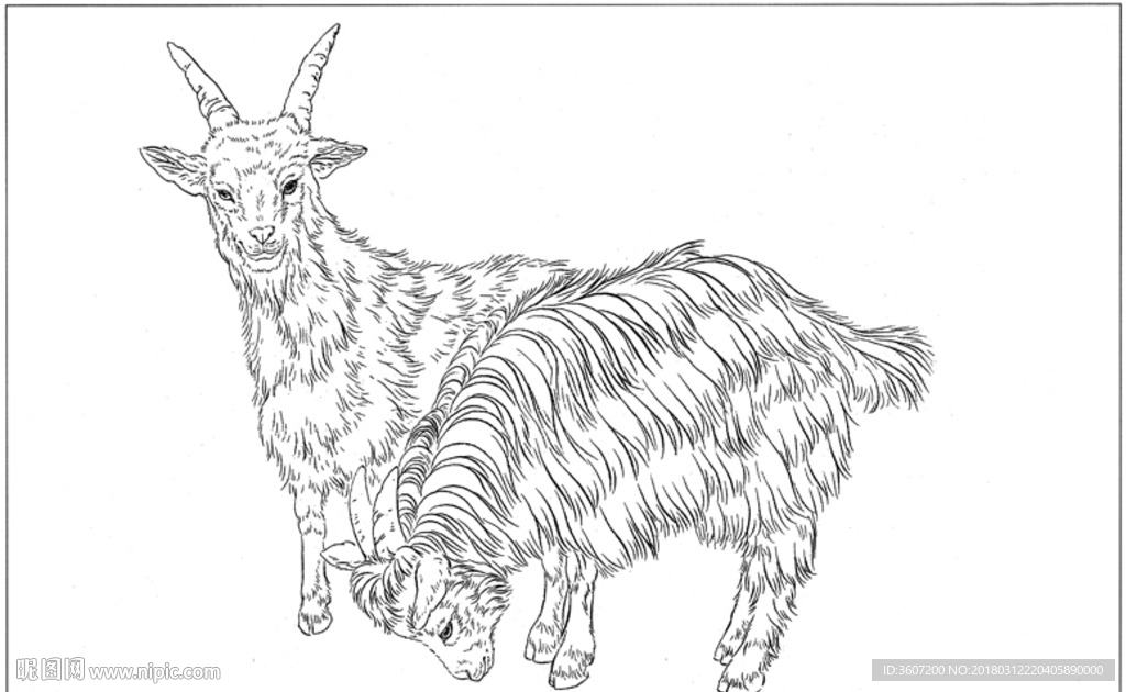 山羊 白描 素描 线描 国画