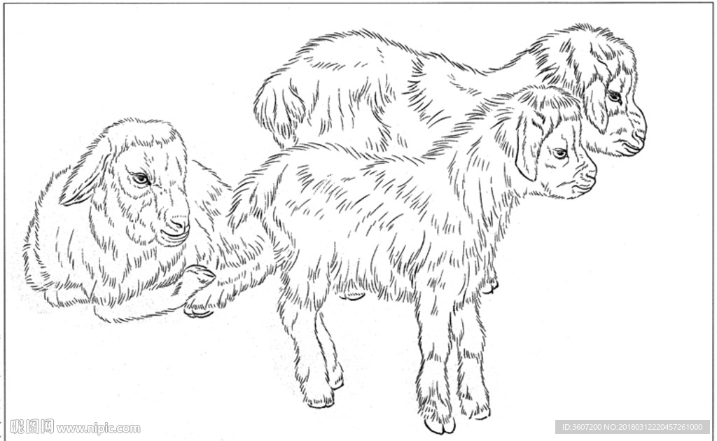 山羊 白描 素描 线描 国画