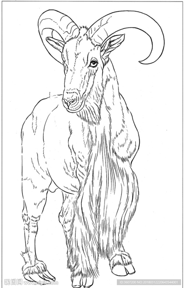 山羊 白描 素描 线描 国画