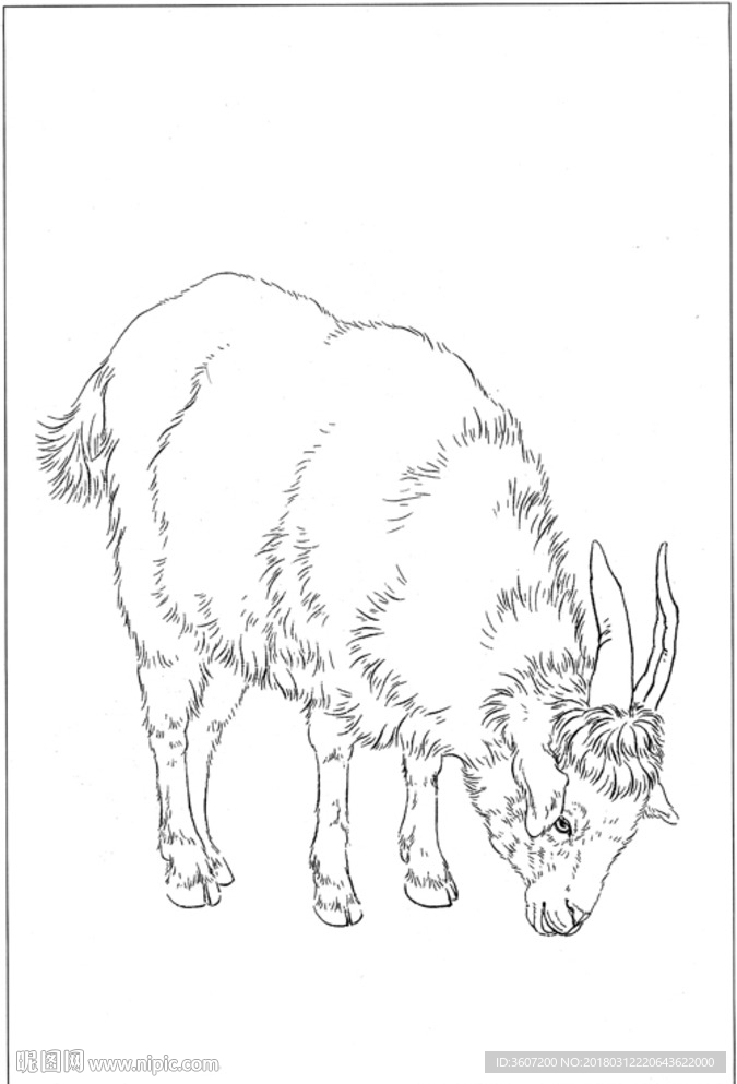山羊 白描 素描 线描 国画