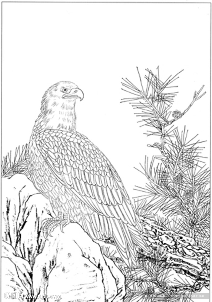 雄鹰 线描 素描 白描 国画