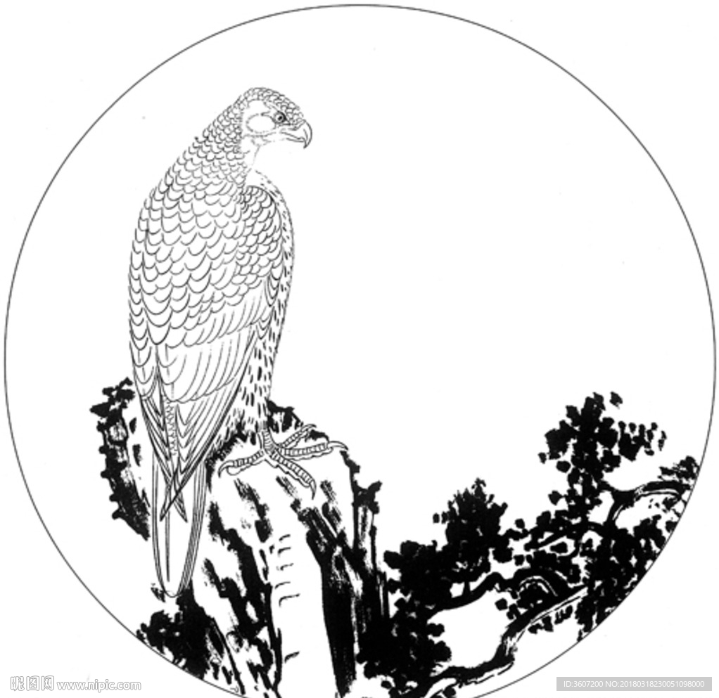 雄鹰 线描 素描 白描 国画