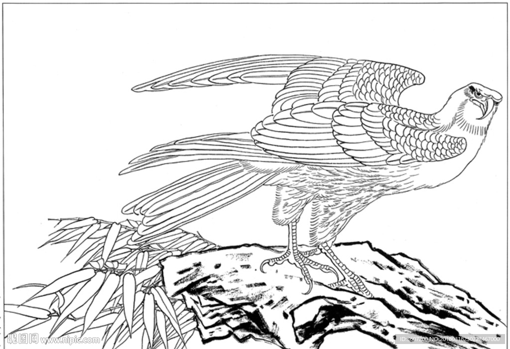 雄鹰 线描 素描 白描 国画