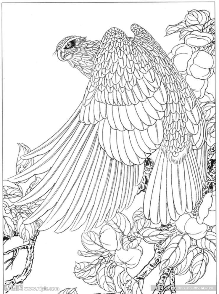 雄鹰 线描 素描 白描 国画