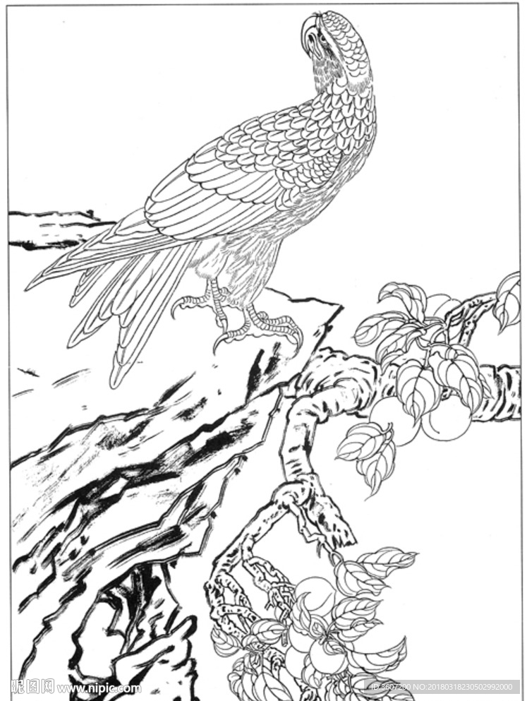 雄鹰 线描 素描 白描 国画