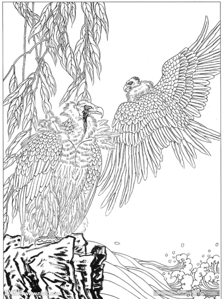 雄鹰 线描 素描 白描 国画