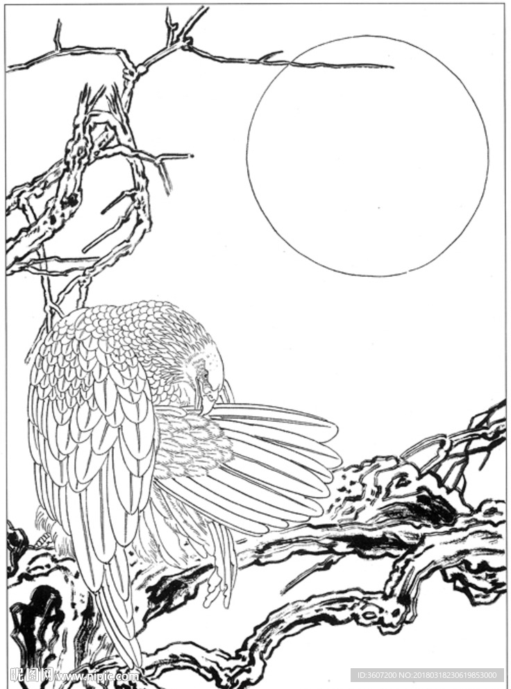 雄鹰 线描 素描 白描 国画