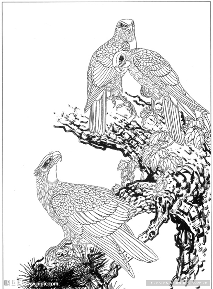 雄鹰 线描 素描 白描 国画