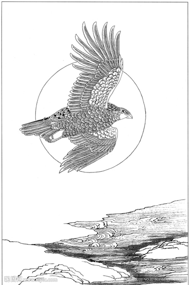 雄鹰 线描 素描 白描 国画