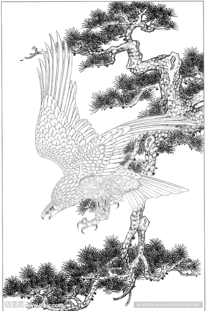 雄鹰 线描 素描 白描 国画
