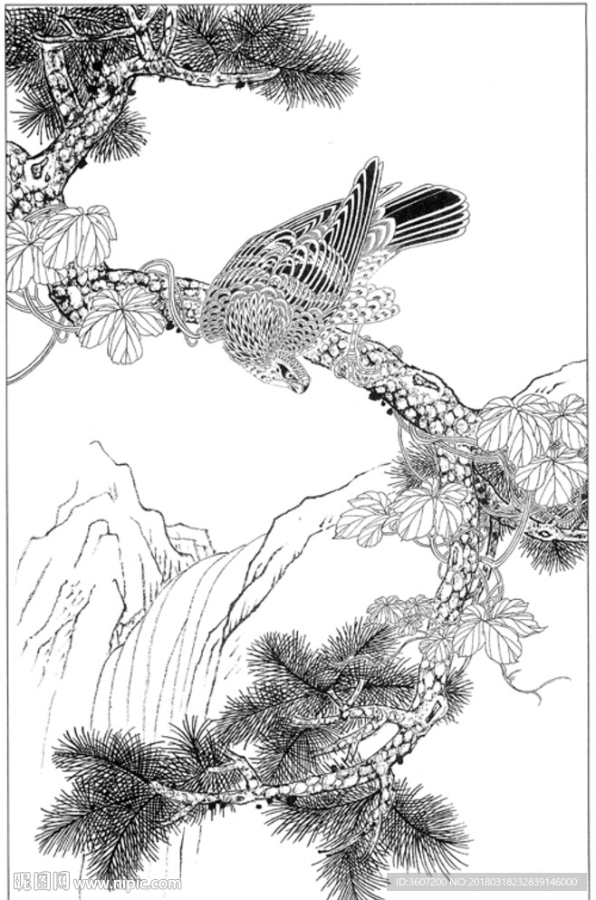 雄鹰 线描 素描 白描 国画