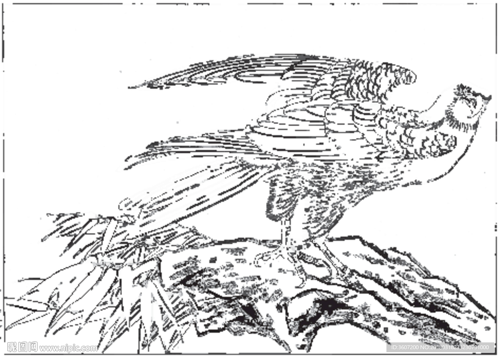 雄鹰 线描 素描 白描 国画