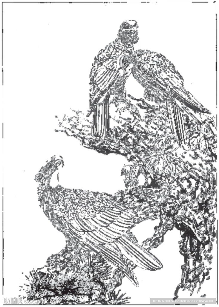 雄鹰 线描 素描 白描 国画