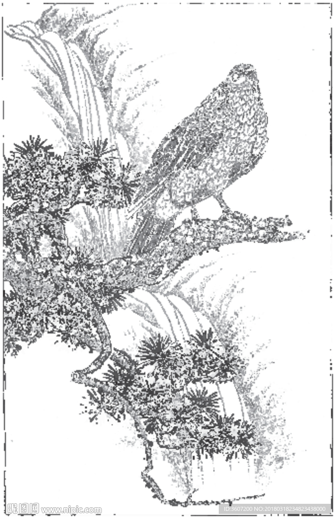 雄鹰 线描 素描 白描 国画