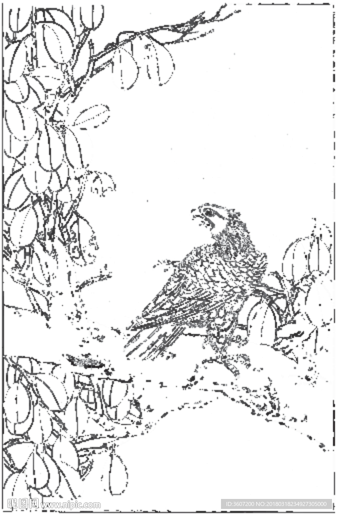 雄鹰 线描 素描 白描 国画